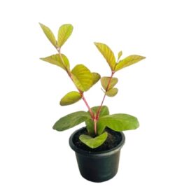 Ceylon Red Guava