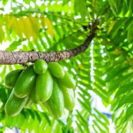 Bilimbi