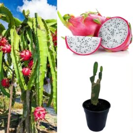 Dragon Fruit