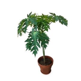 Red Lady Papaya