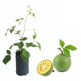 Beli Plant