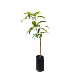 Karthakolomban Mango