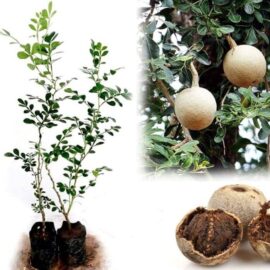 Wood Apple