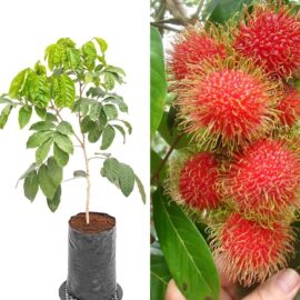 Malaysian Rambutan