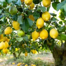 Lemon Plant