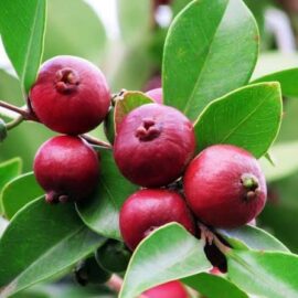 China Guava (China Pera)