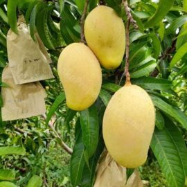 T.J.C Mango