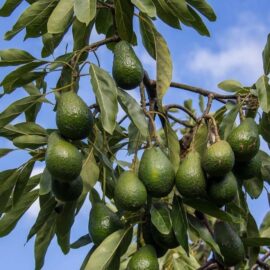Avocado Plant