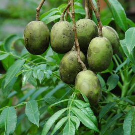 Ambarella Plant