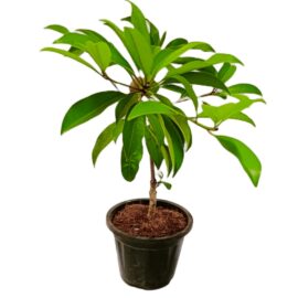 Sapodilla Plant