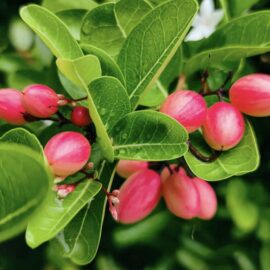 Jamson Plant