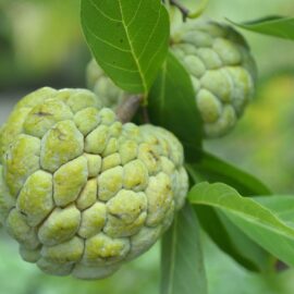 Custard Apple