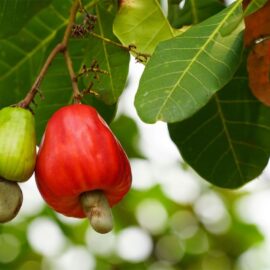 Cashew Plant