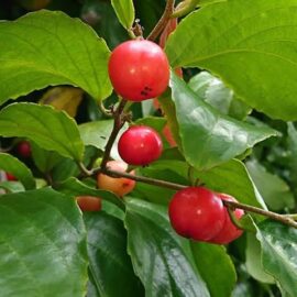 Uguressa Plant