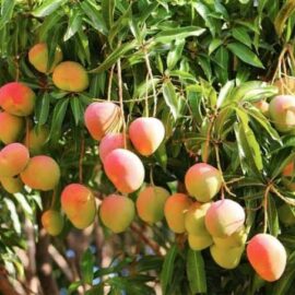 Vilad Mango