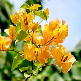 Yellow Bougainvillea