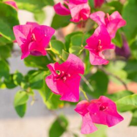 Pink Bougainvillea