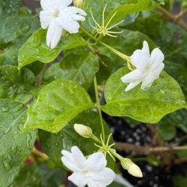 Arabian jasmine plants - Gata pichcha