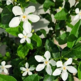 White Idda