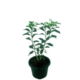 Ivata Green Plant