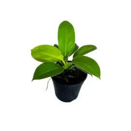 philodendron Moonlight Plant
